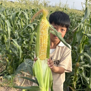 黄白双色水果玉米，无虫眼，个头大，满顶一手货源，基地直发