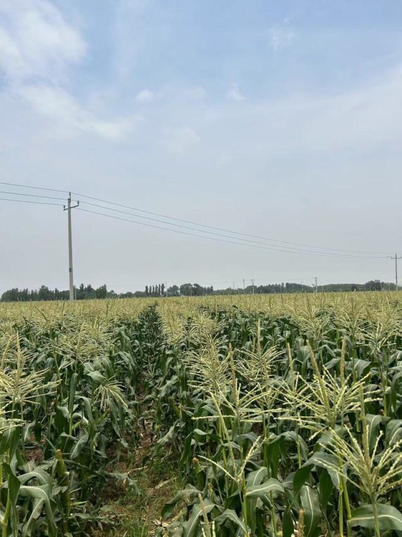 黄白双色水果玉米，无虫眼，个头大，满顶一手货源，基地直发