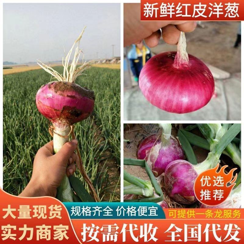 运城红皮洋葱产地大量低价，货源稳定代收代发全国市场可视频