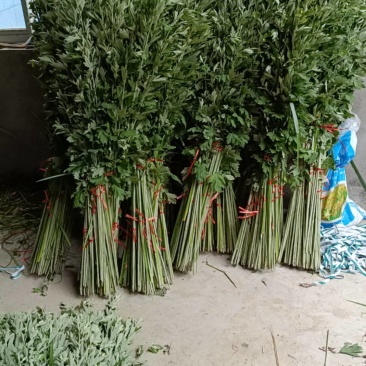 端午艾草接受定制接受预订