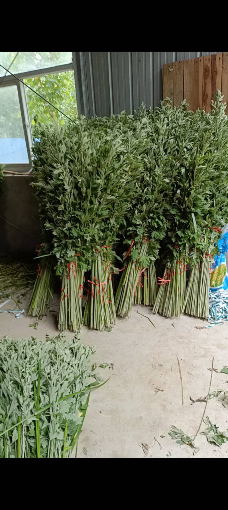 端午艾草接受定制接受预订