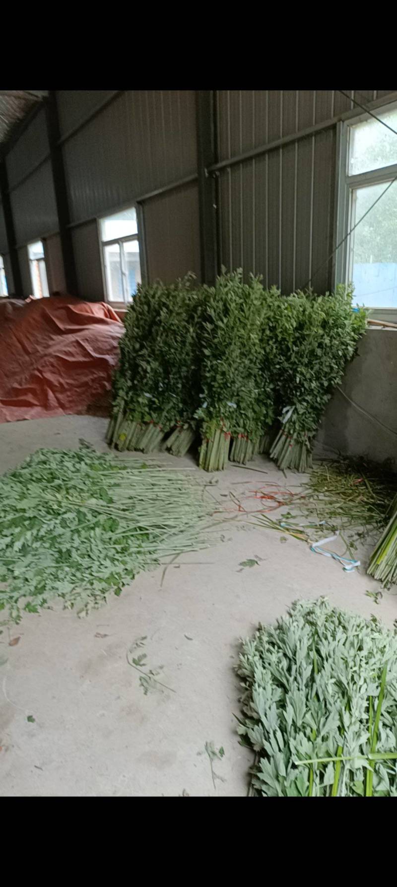 端午艾草接受定制接受预订