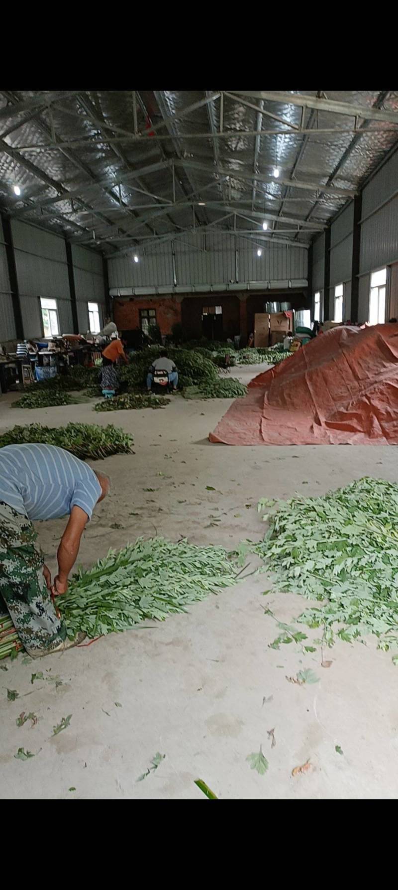 端午艾草接受定制接受预订