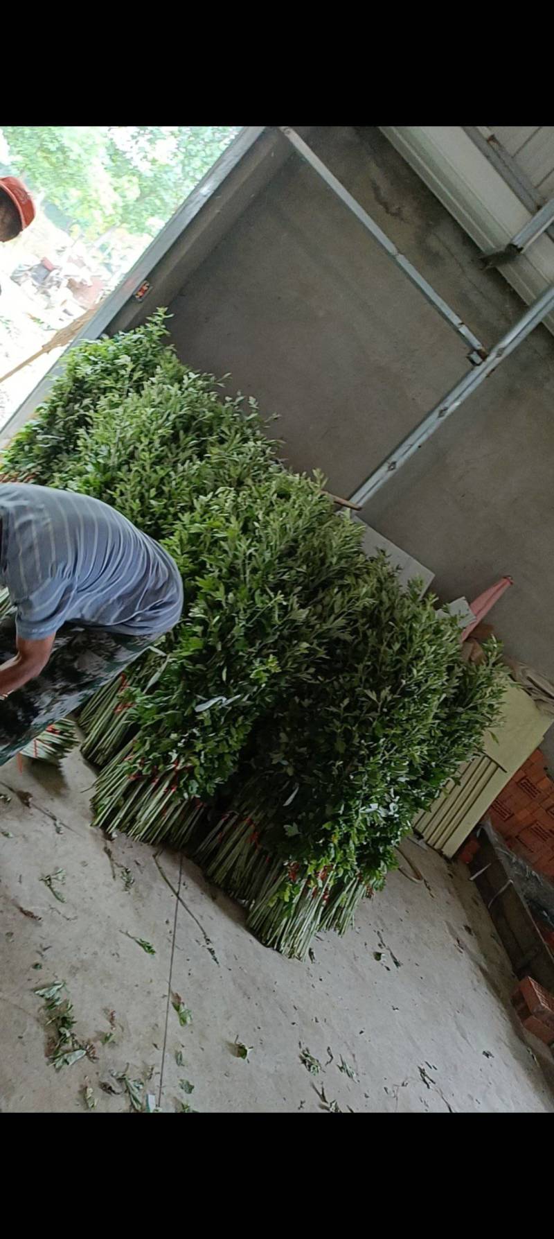 端午艾草接受定制接受预订