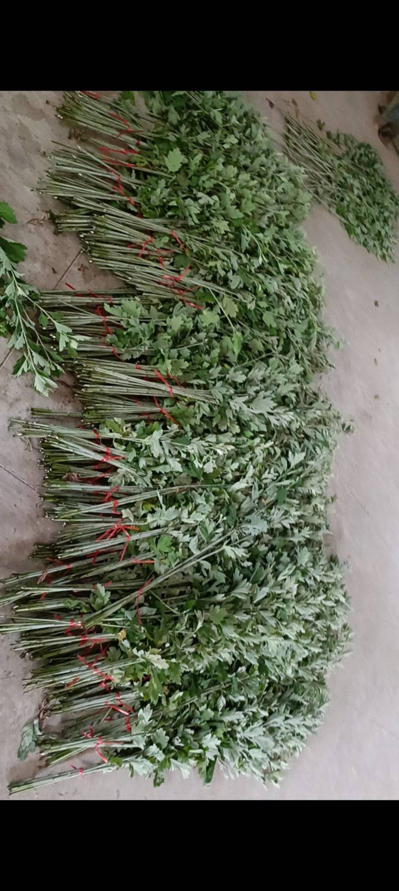端午艾草接受定制接受预订