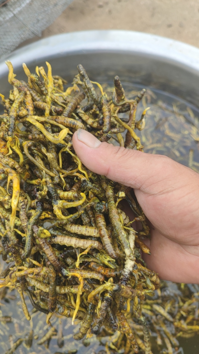 大别山亚香棒虫草