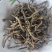 大别山亚香棒虫草