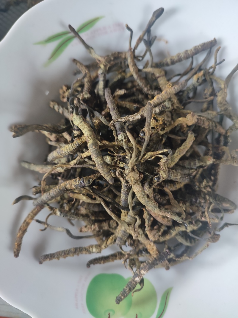 大别山亚香棒虫草