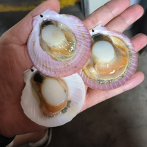 扇贝