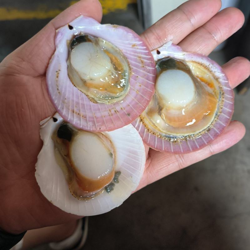 扇贝