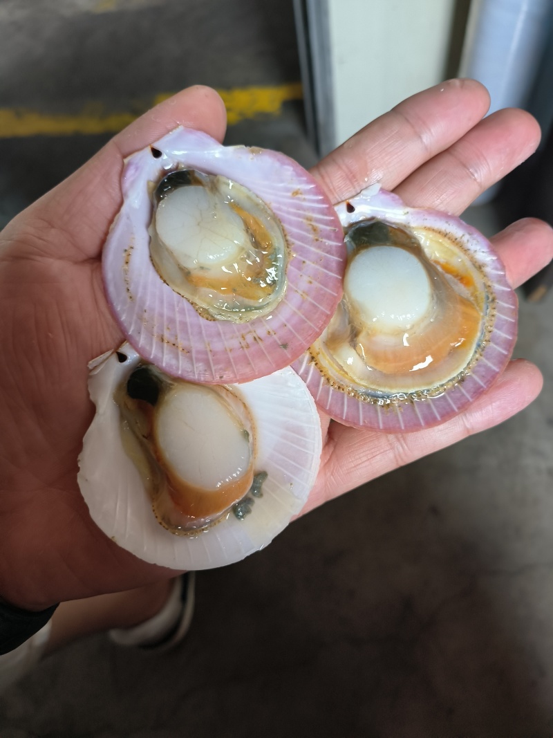 扇贝