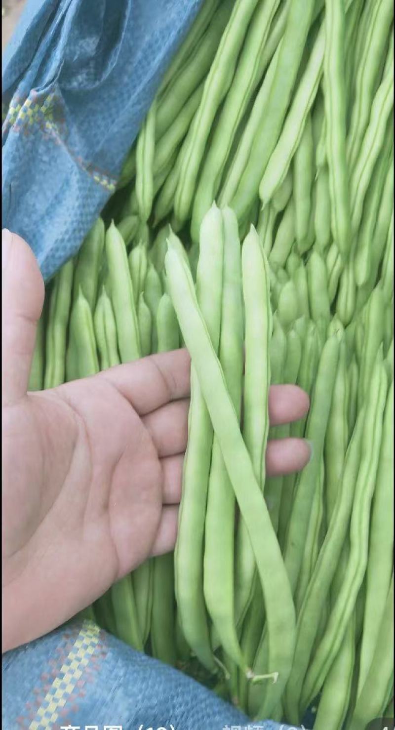 小金豆无筋豆四季豆长期供应，基地直供一件代发欢迎咨询