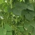 小金豆无筋豆四季豆长期供应，基地直供一件代发欢迎咨询