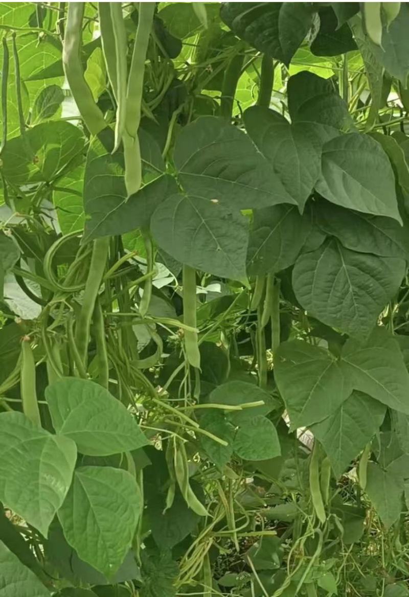小金豆无筋豆四季豆长期供应，基地直供一件代发欢迎咨询