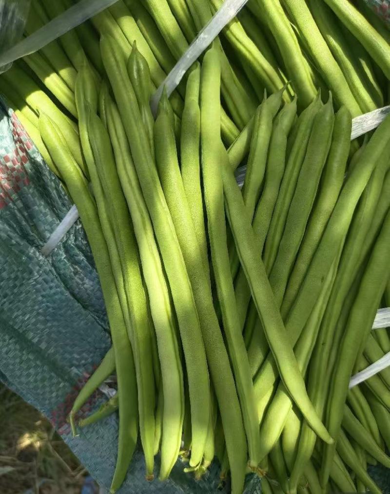 小金豆无筋豆四季豆长期供应，基地直供一件代发欢迎咨询
