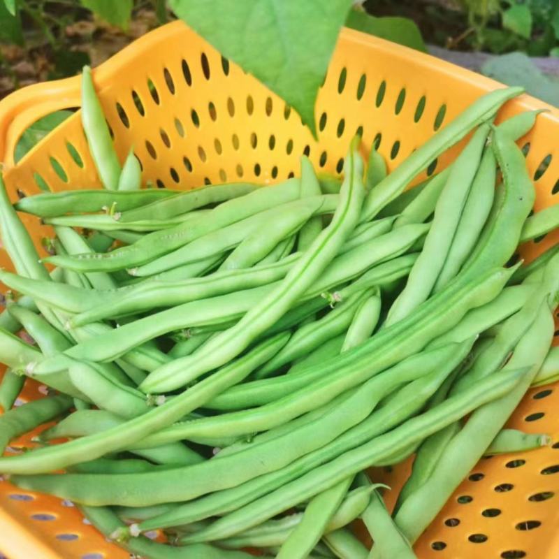 小金豆无筋豆四季豆长期供应，基地直供一件代发欢迎咨询