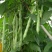 小金豆无筋豆四季豆长期供应，基地直供一件代发欢迎咨询