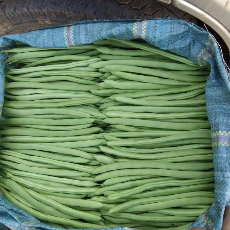小金豆无筋豆四季豆长期供应，基地直供一件代发欢迎咨询
