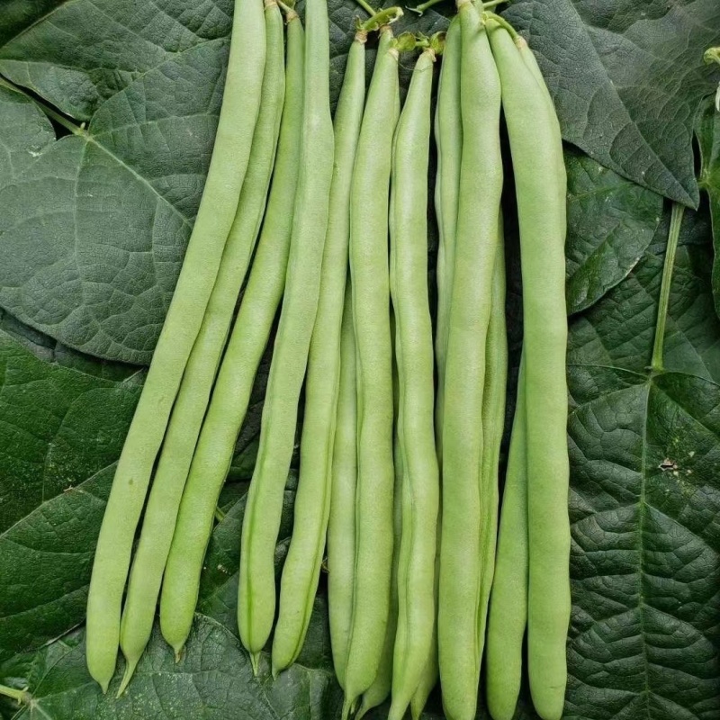小金豆无筋豆四季豆长期供应，基地直供一件代发欢迎咨询