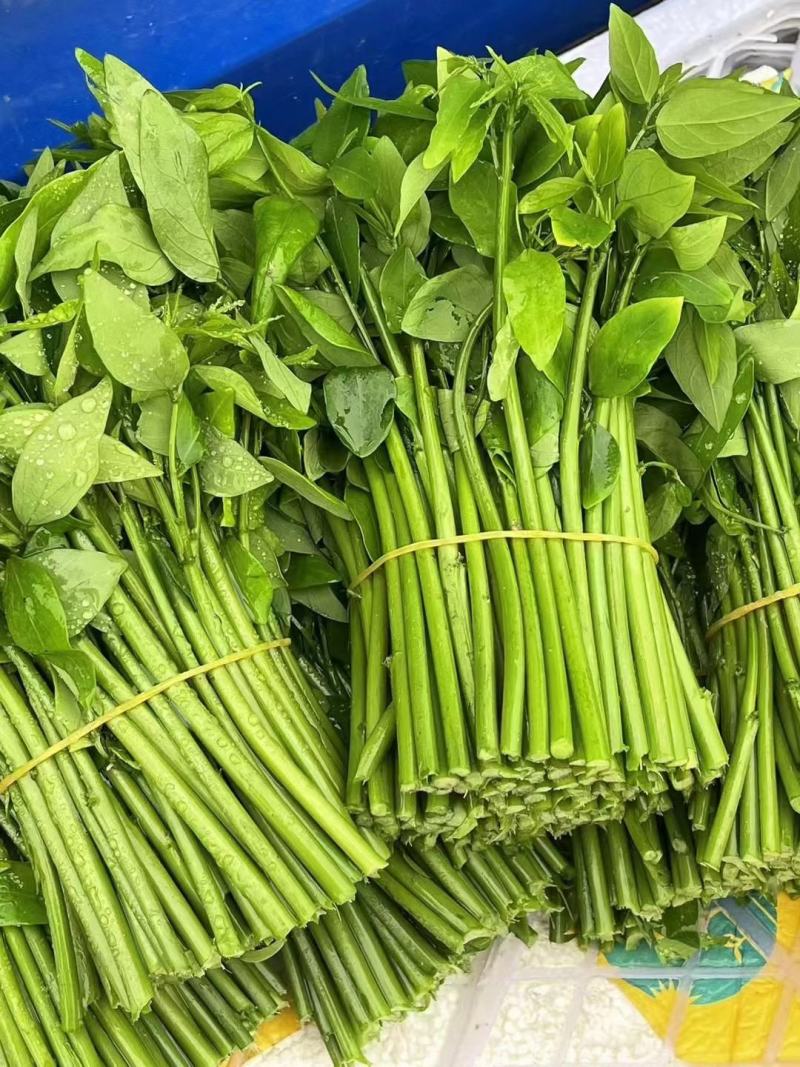 树仔菜