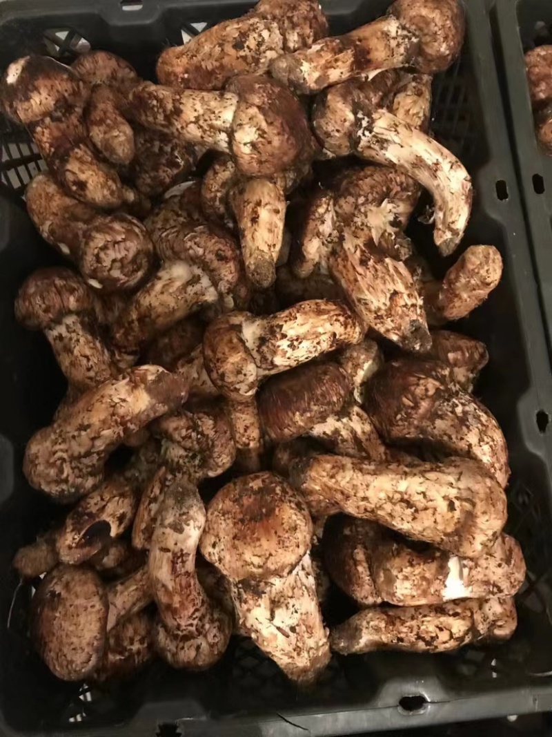 云南精品野生鲜松茸，货量稳定，品质好，规格齐全欢迎选购