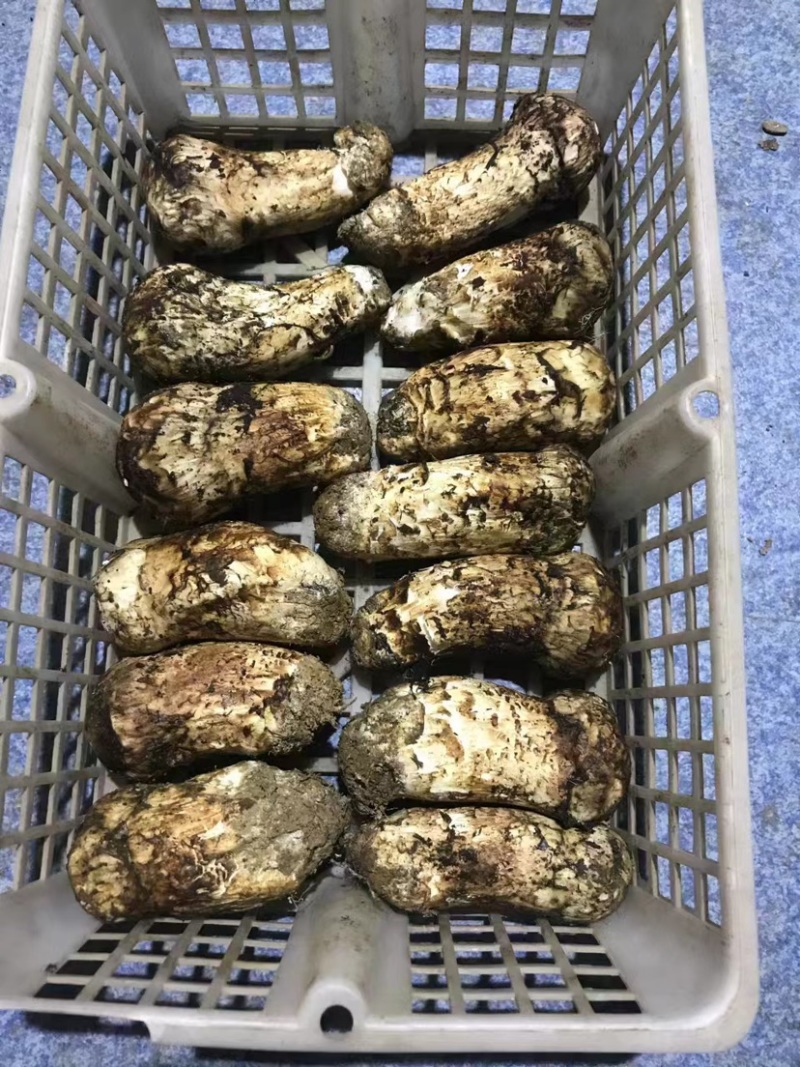 云南精品野生鲜松茸，货量稳定，品质好，规格齐全欢迎选购