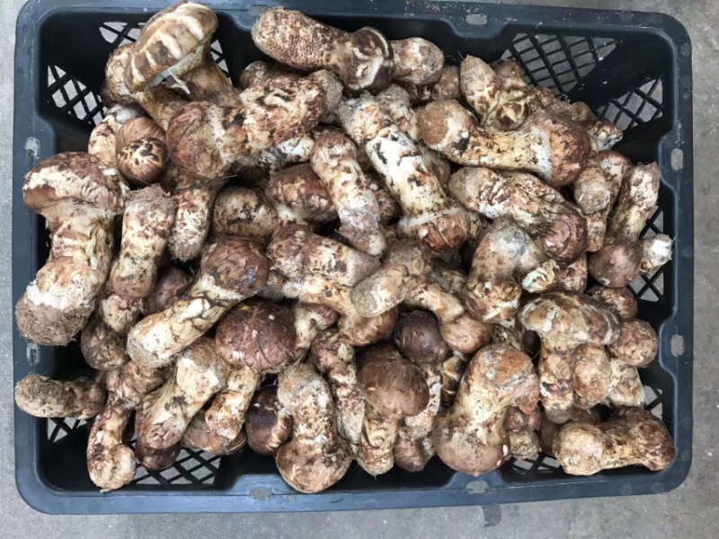 云南精品野生鲜松茸，货量稳定，品质好，规格齐全欢迎选购