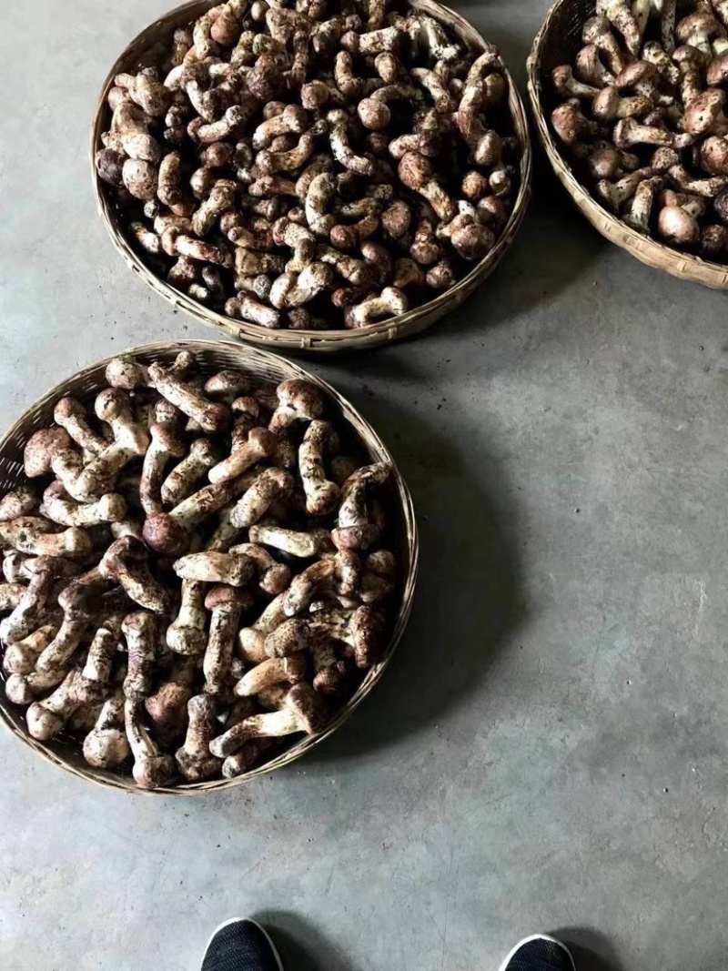 云南精品野生鲜松茸，货量稳定，品质好，规格齐全欢迎选购