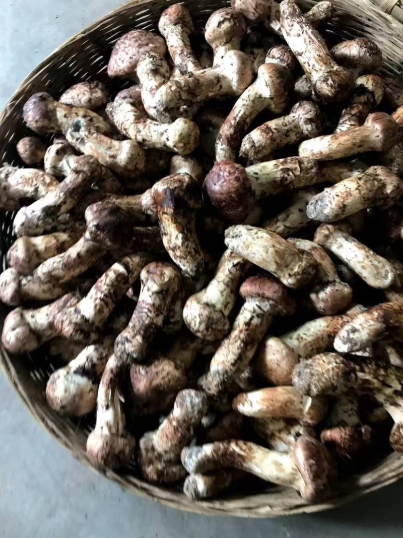 云南精品野生鲜松茸，货量稳定，品质好，规格齐全欢迎选购