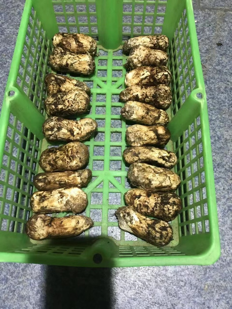 云南精品野生鲜松茸，货量稳定，品质好，规格齐全欢迎选购
