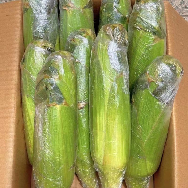 精品甜玉米，大小花，水果玉米，货源充足，价格美丽