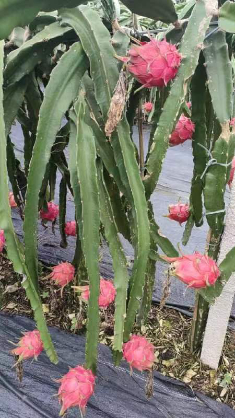 红心火龙果
