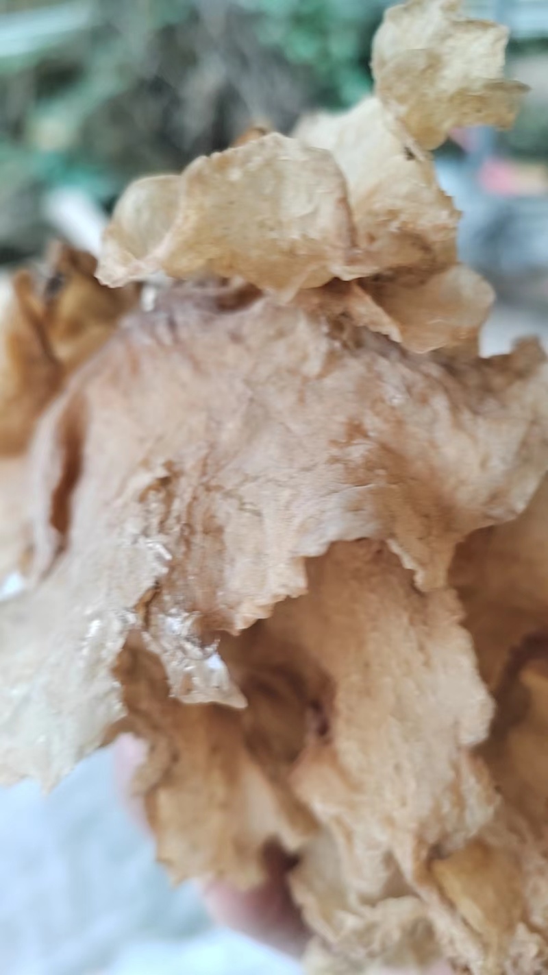 【荐】干货段木羊肚耳，源头种植基地，品质保障，正宗精品！