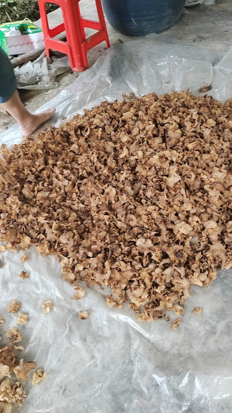 【荐】干货段木羊肚耳，源头种植基地，品质保障，正宗精品！