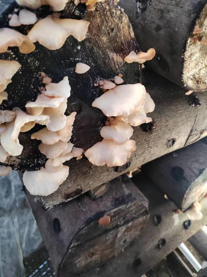 【荐】干货段木羊肚耳，源头种植基地，品质保障，正宗精品！