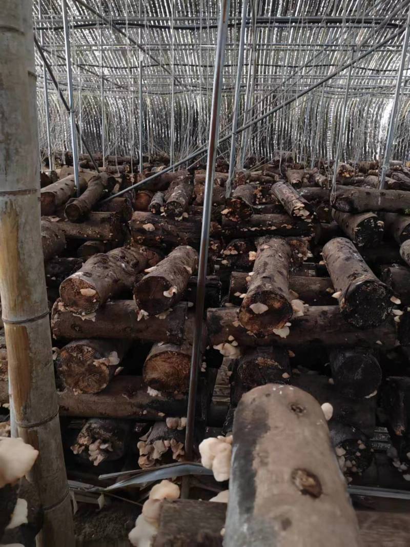 【荐】干货段木羊肚耳，源头种植基地，品质保障，正宗精品！