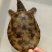湖北土甲鱼流水河老鳖黄花甲鱼黑花土甲鱼全国发售