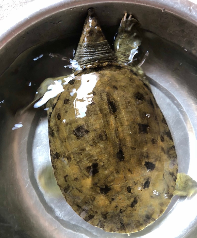 湖北土甲鱼流水河老鳖黄花甲鱼黑花土甲鱼全国发售