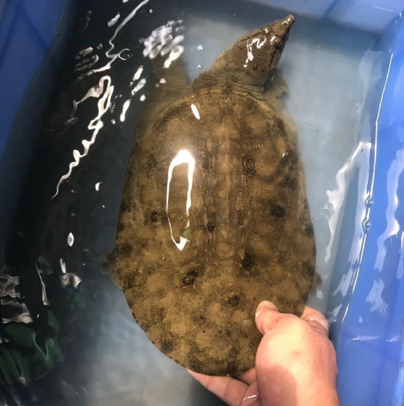 湖北土甲鱼流水河老鳖黄花甲鱼黑花土甲鱼全国发售