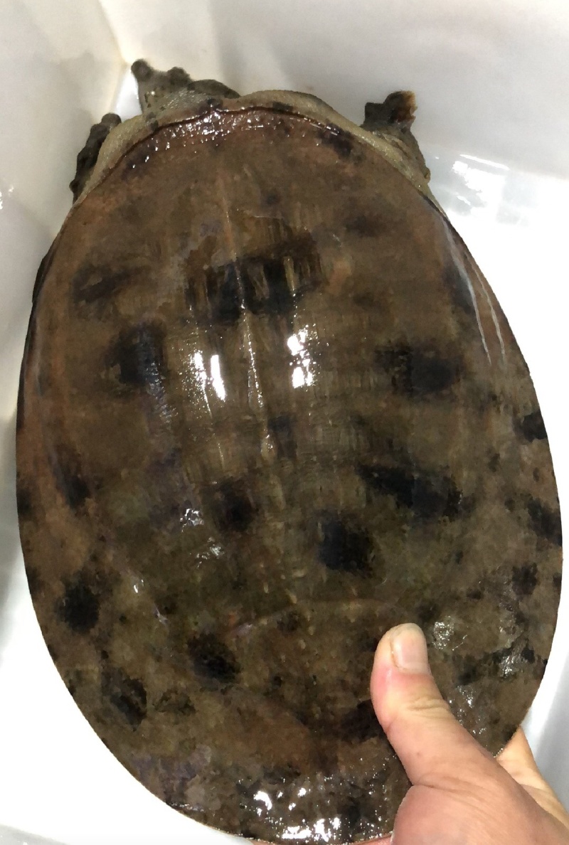 湖北土甲鱼流水河老鳖黄花甲鱼黑花土甲鱼全国发售