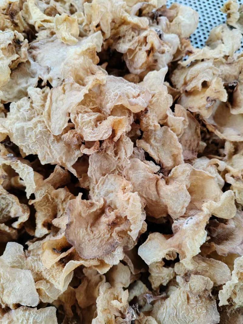 干货羊肚耳，源头直销，高品质货源，生态种植，欢迎咨询选购