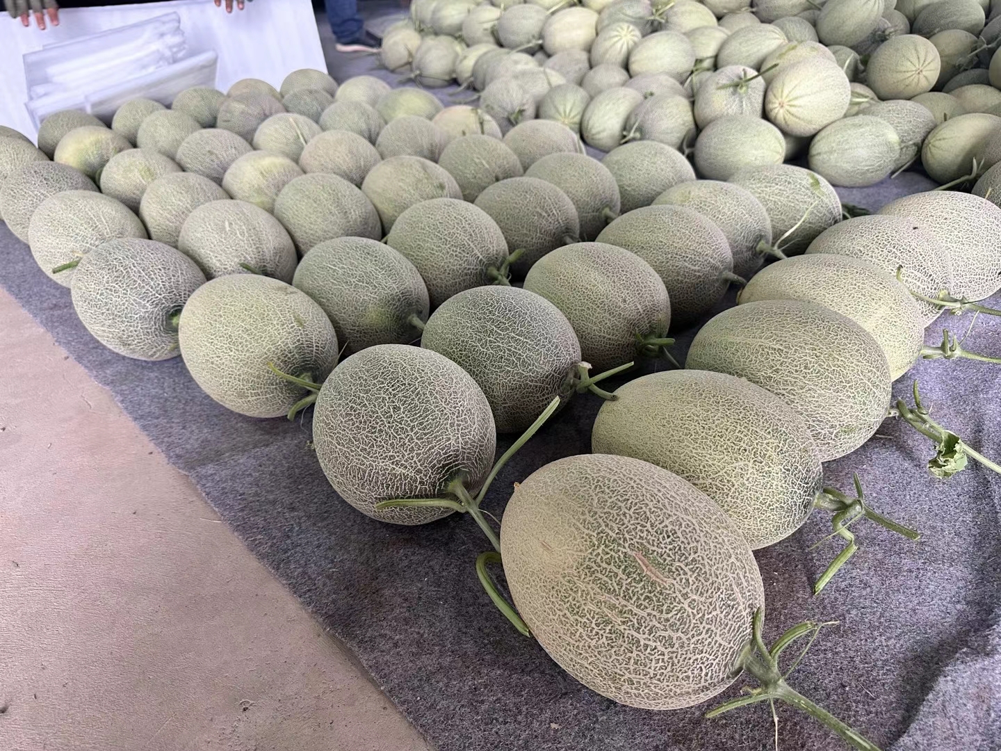 电商平台上的西州蜜哈蜜瓜产品展示图,配有精美的包装和详细的产品介绍 西州蜜哈蜜瓜在电商平台的销售页面展示