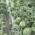 头茬无籽美都