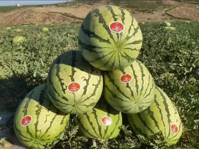 宁夏兴仁金花六大量上市质量三包欢迎前来采购