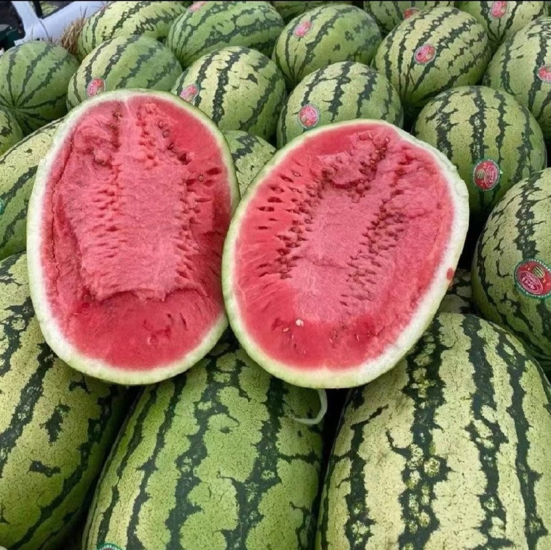 宁夏兴仁金花六大量上市质量三包欢迎前来采购