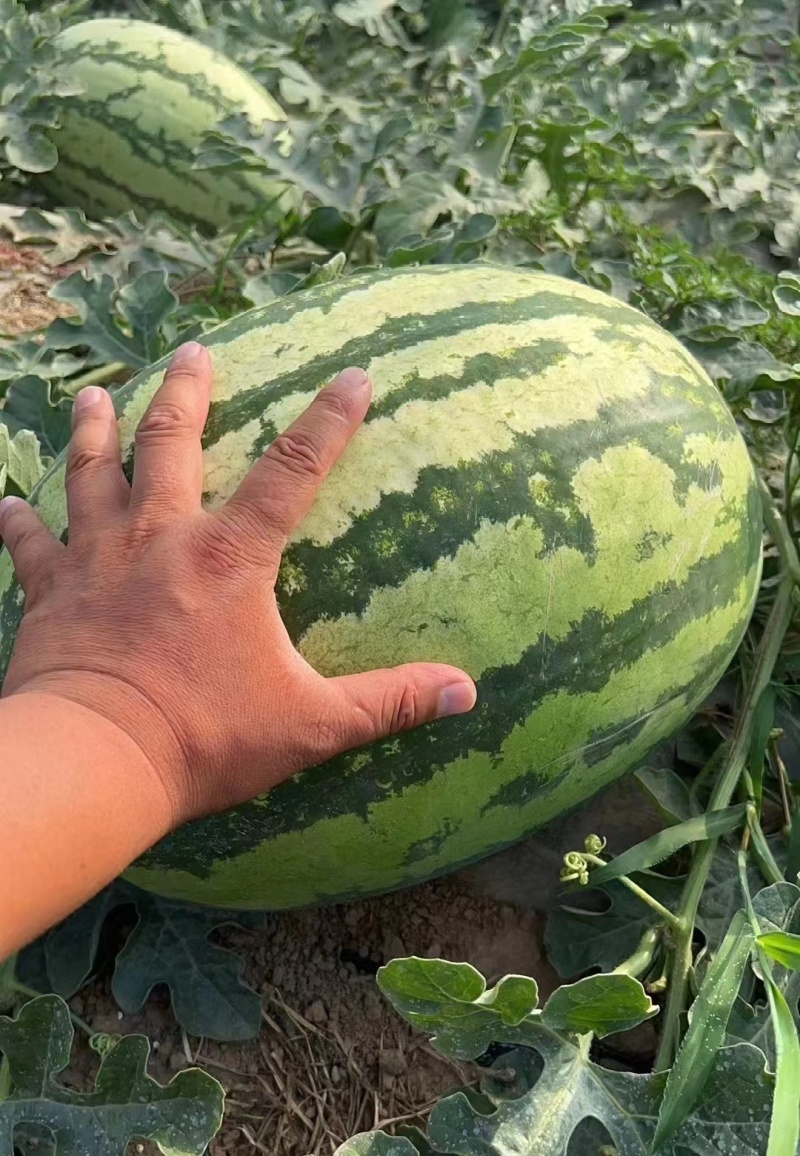 宁夏兴仁金花六大量上市质量三包欢迎前来采购