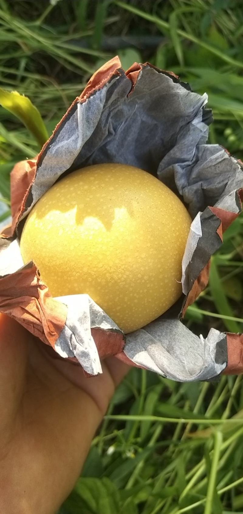 河南秋月梨新鲜上市，产地货源，质量保证量大价优，视频看货