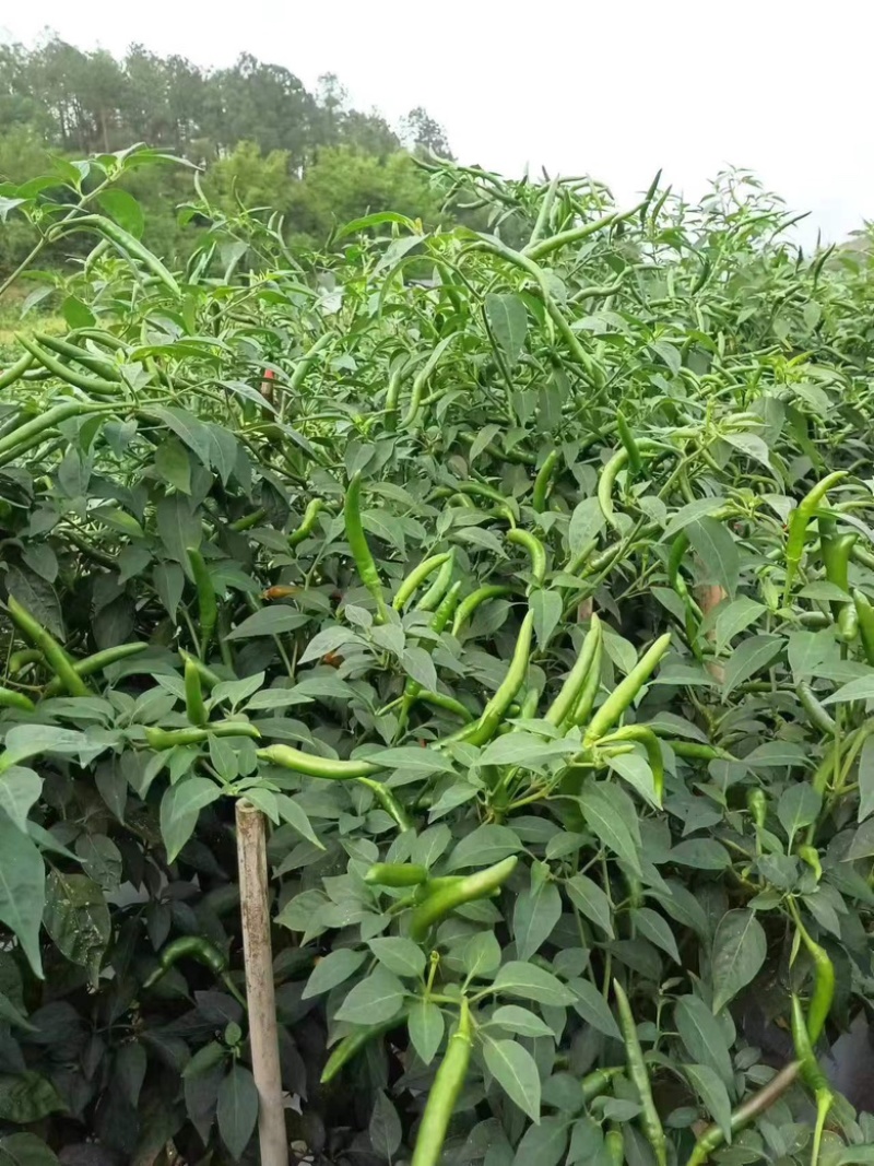 青小米辣新苗大量上市供应，全国诚信发货，