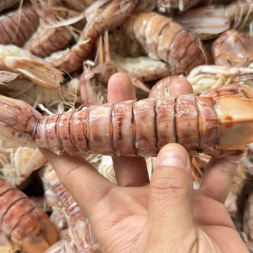 活煮皮皮虾，选用北部湾海域薄壳皮皮虾来活煮。