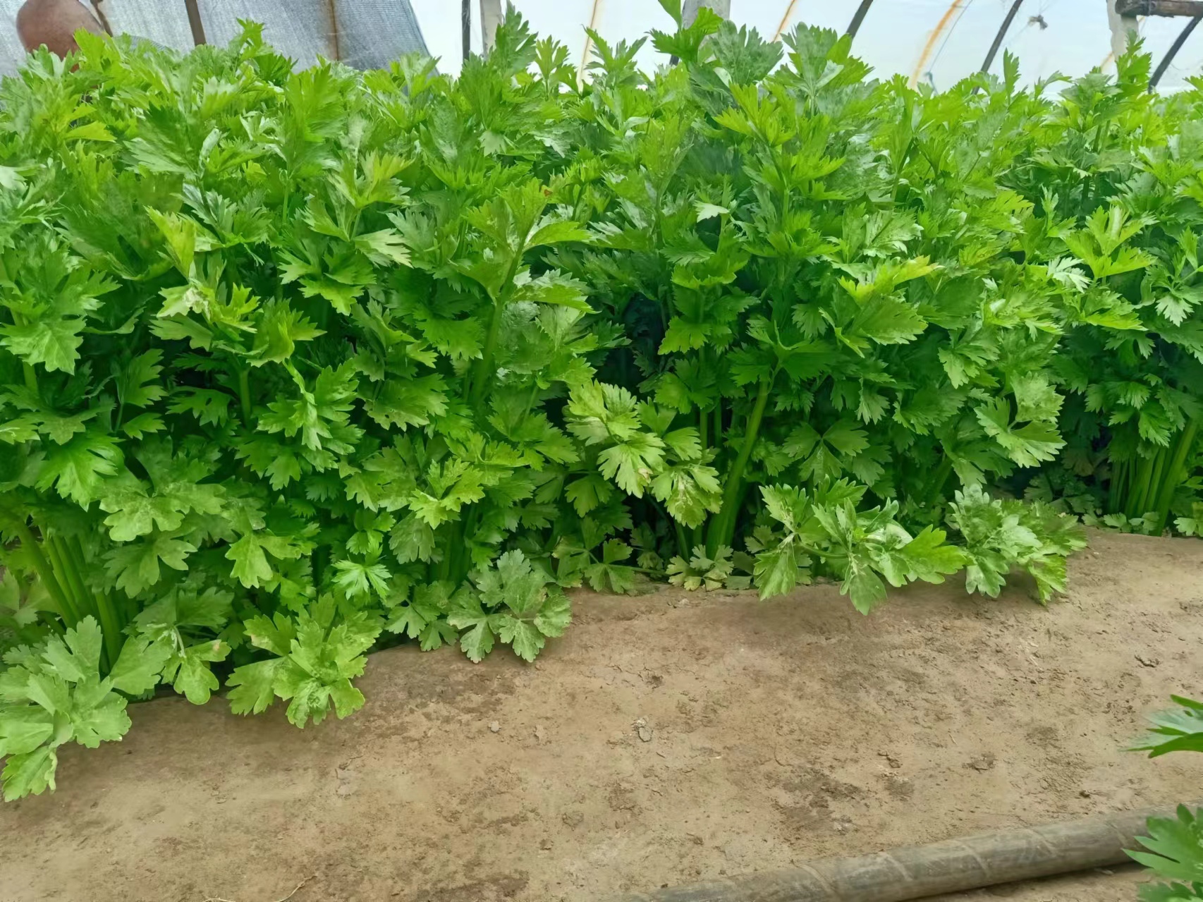 香芹搭配沙拉摆盘